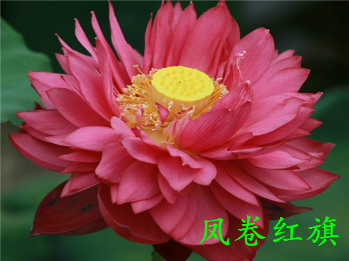 开展种植荷花技术培训会,荷花种植技术步骤