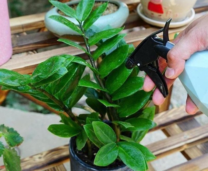 金钱树缺铁,月季缺铁性黄叶用硫酸亚铁行吗