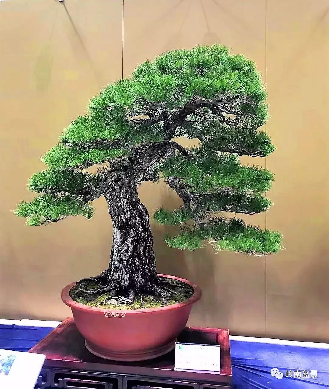 苍劲古朴挺拔有力的老桩盆景欣赏,老态龙钟盆景作品欣赏