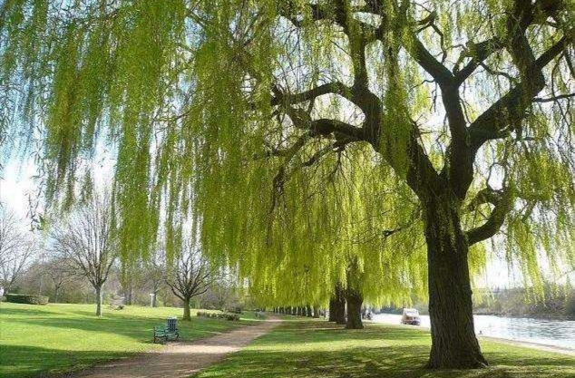 描写柳树的诗句名句,几句描写柳树的优美词句