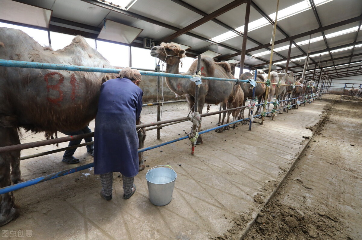 千万不要保温杯里放骆驼奶!关于骆驼奶的饮用误区,你知道几个?