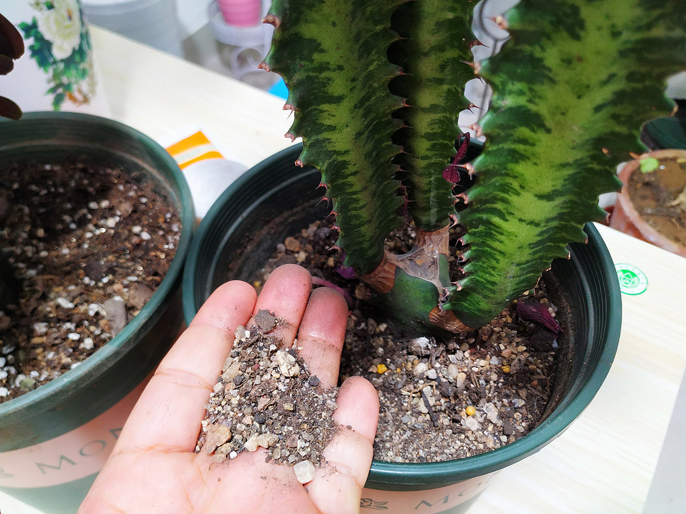 10种“吉利花”，“穷养”才能长大，越挤越壮实，越大越“旺家”