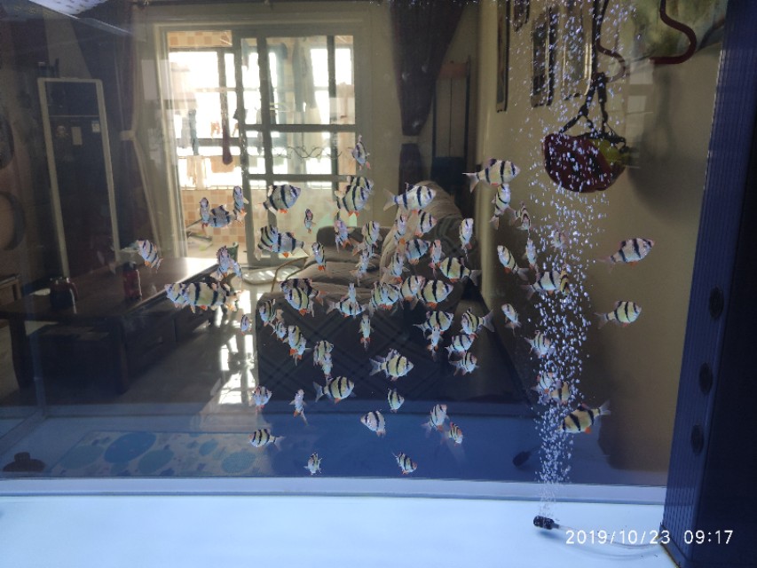 东锦和西锦龟不加温行吗,初学者养鱼的日记