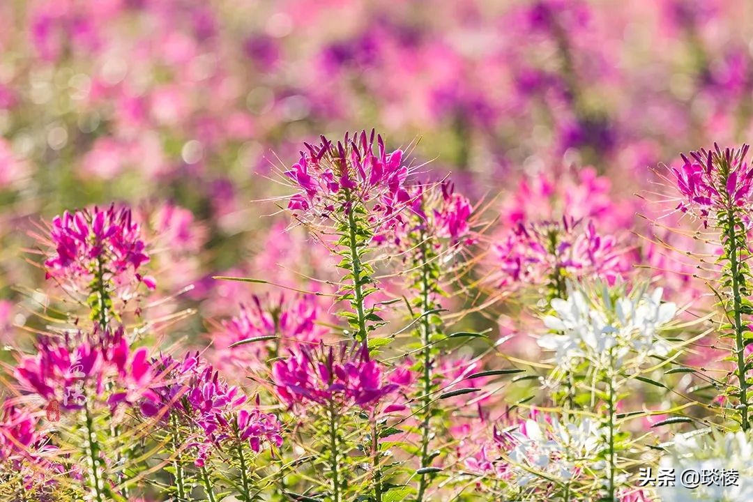 春风十里不如你,这些花海在国庆期间盛放,不要错过了