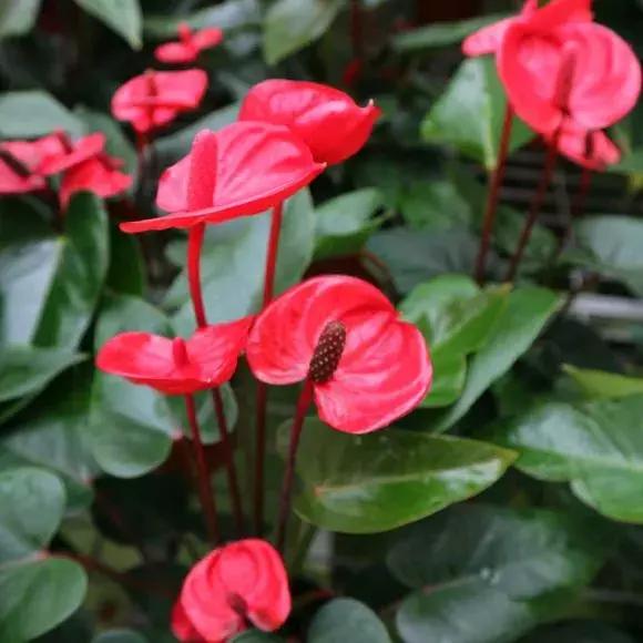 红掌黄叶枯萎是怎么回事,红掌出现黄叶烂叶的处理方法