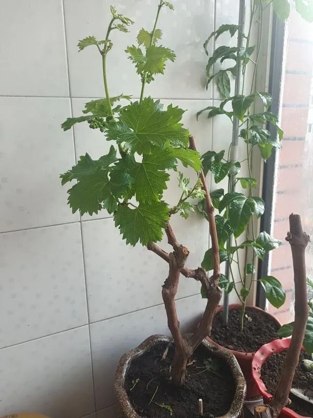 让葡萄爬满院子怎样栽培,第一年的葡萄如何爬满架