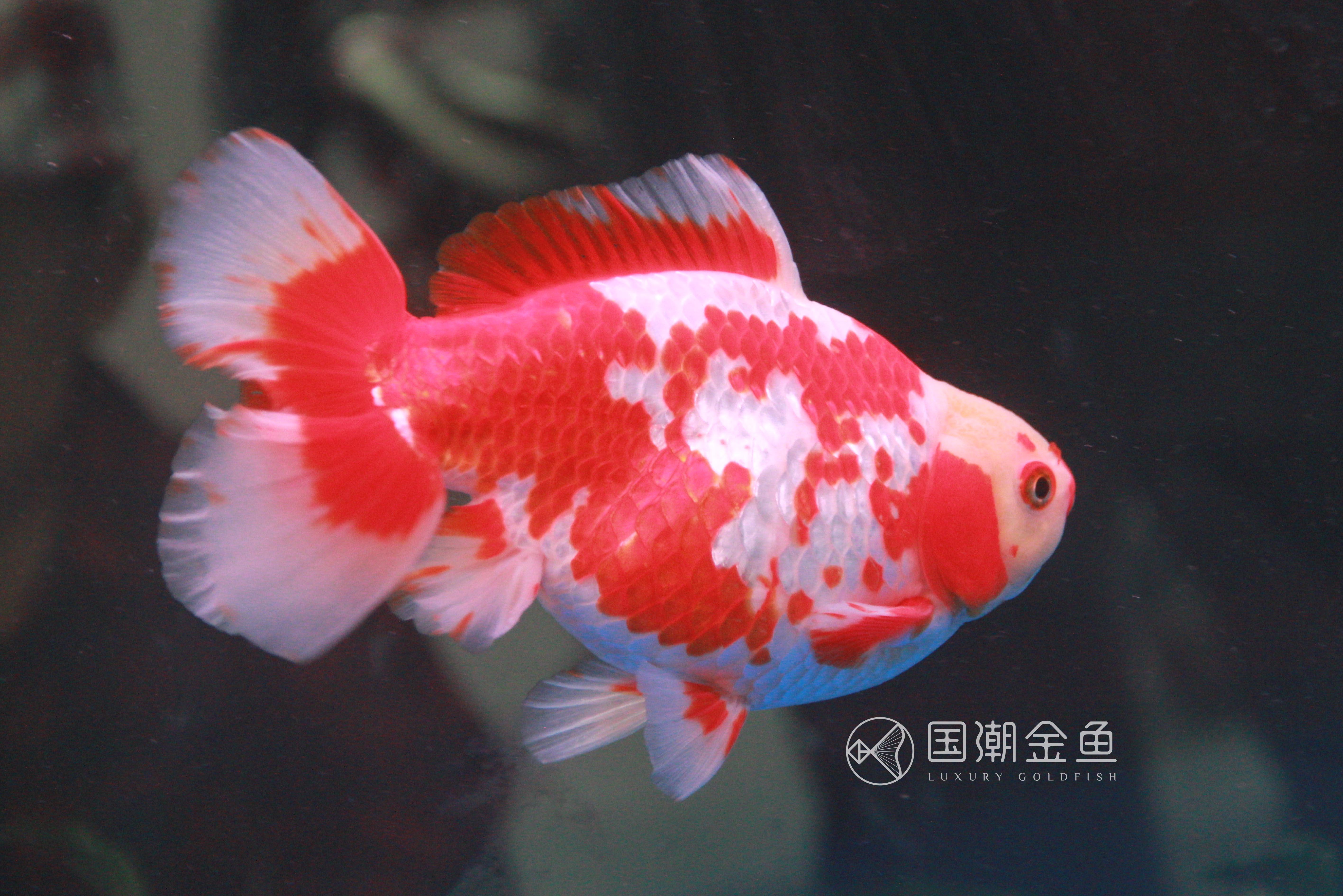 金鱼褪黑怎么回事,金鱼褪色吃什么