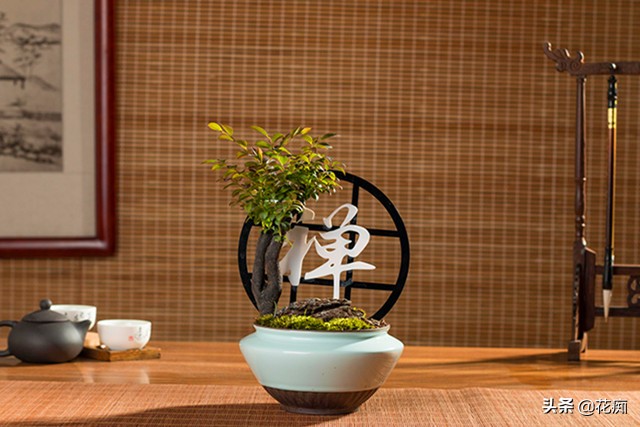 小叶紫檀的盆栽是真的么,小叶紫檀盆栽和黑骨茶盆栽的区别