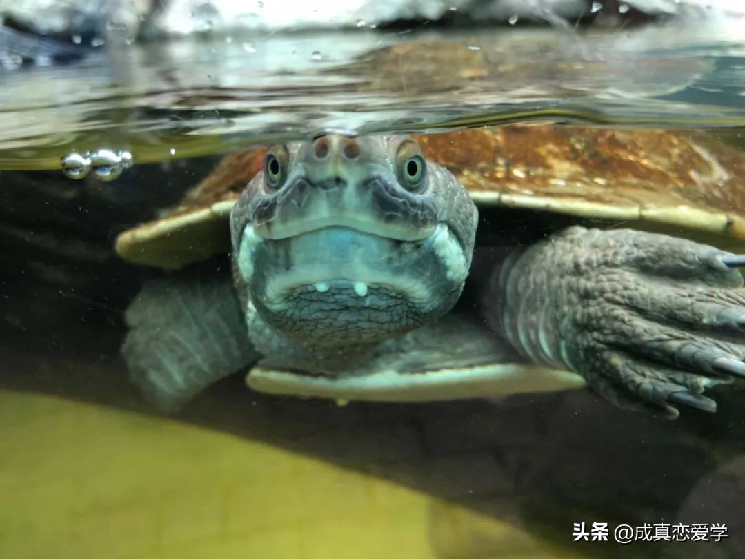 想送喜欢的人礼物送什么好,想送喜欢的人礼物用什么理由好呢