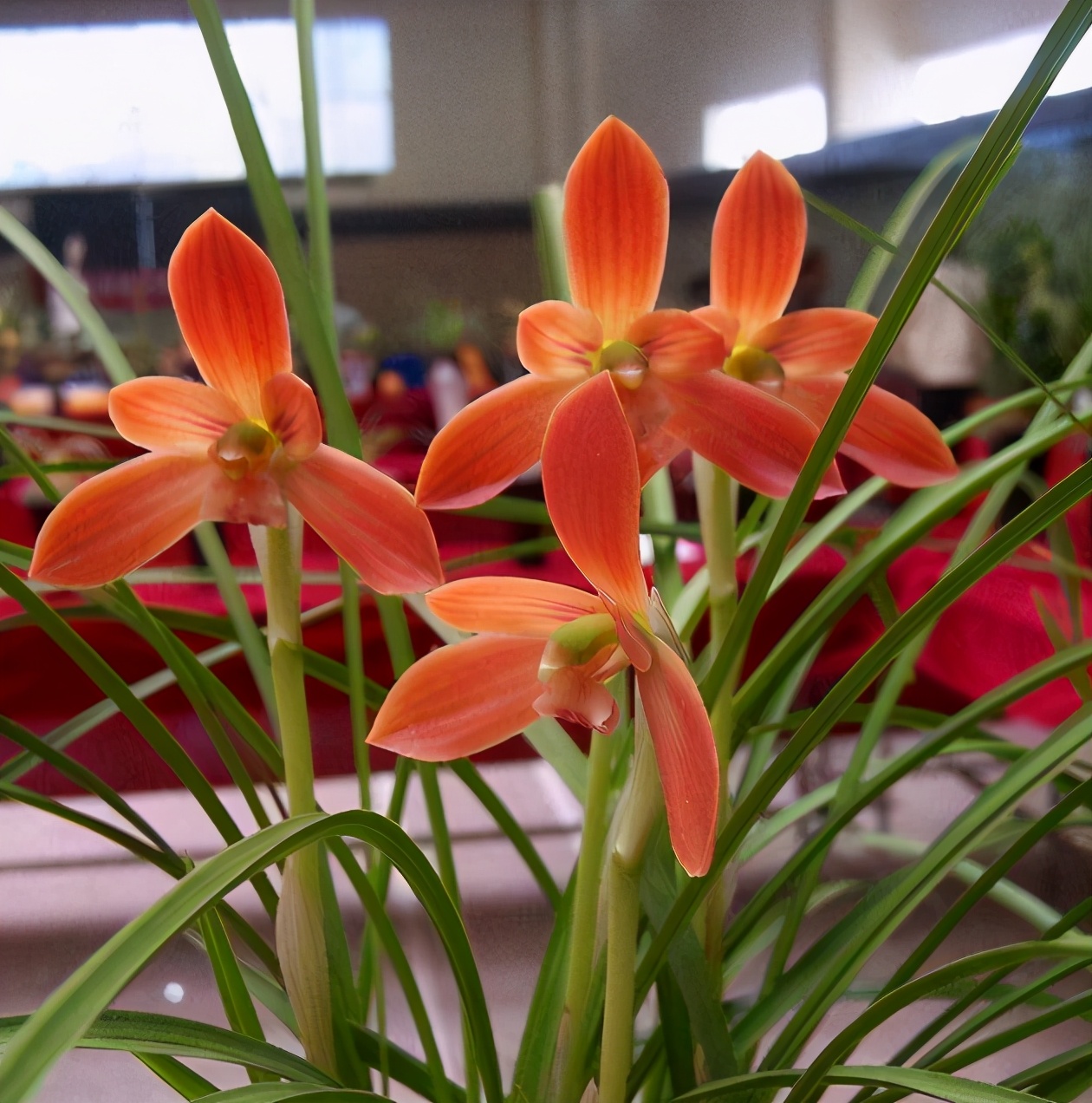 开花多且香的兰花推荐,绿色开花很香的兰花有哪些