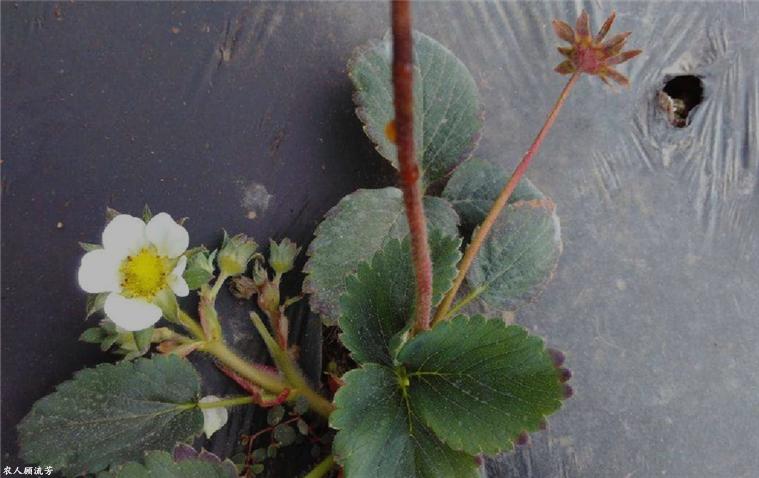 草莓容易长毛的原因,草莓茎杆发红是什么病害