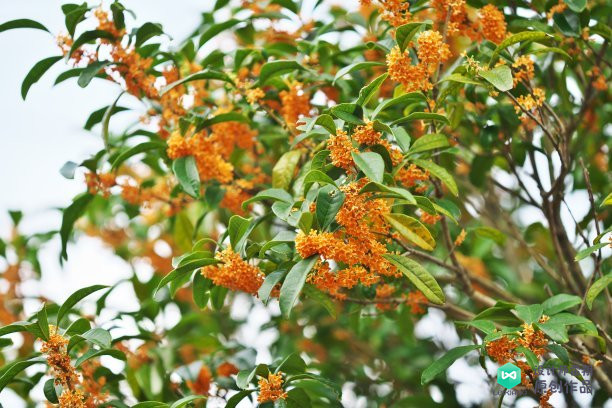 院子适合种的花和设计,庭院设计植物大全