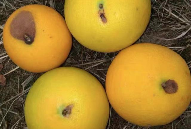 柑橘树树脂病图片大全,柑橘树脂病的防治