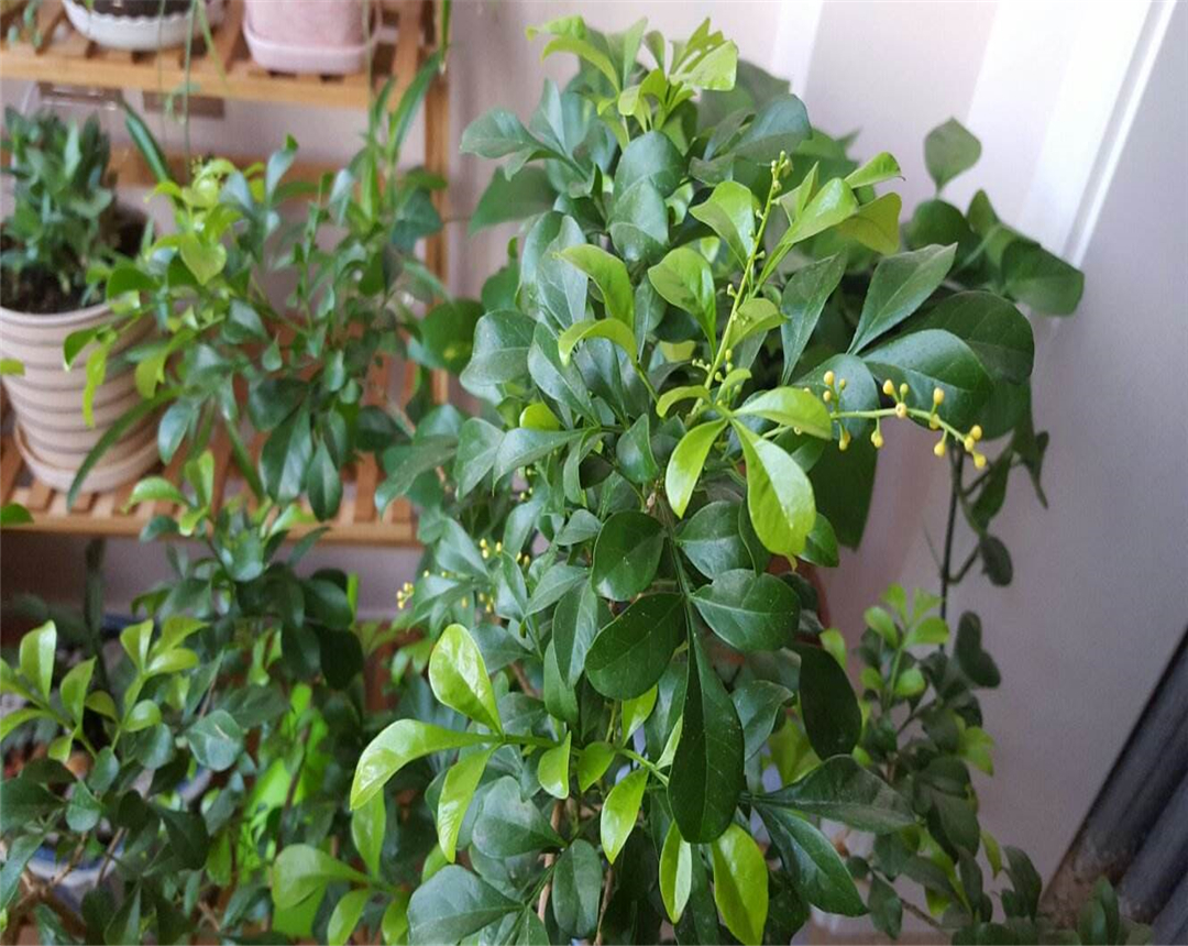 米兰花掉叶子是什么原因,怎样才能使掉叶的米兰花再长叶子