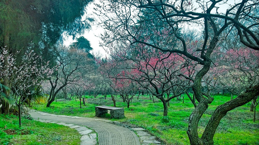 南京梅花山梅花迎来最佳观赏期,南京梅花山赏梅图集