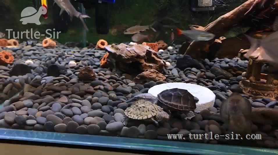 养龟之道如何掌握适宜龟缸水位,养龟如何判断龟缸水质好坏