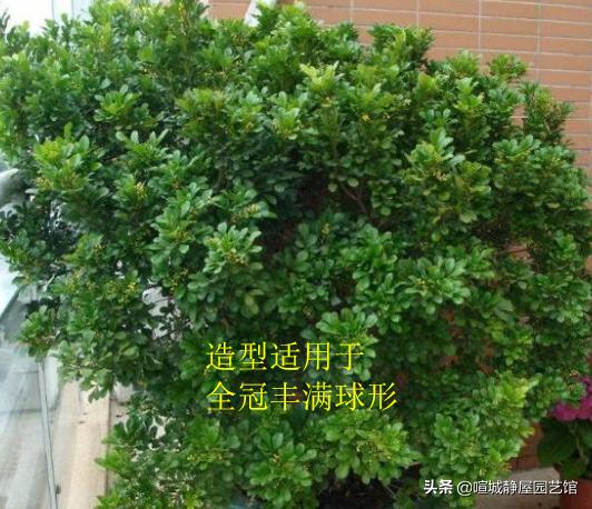 米兰怎么养才能开花不断,米兰如何养怎么能让它多开花