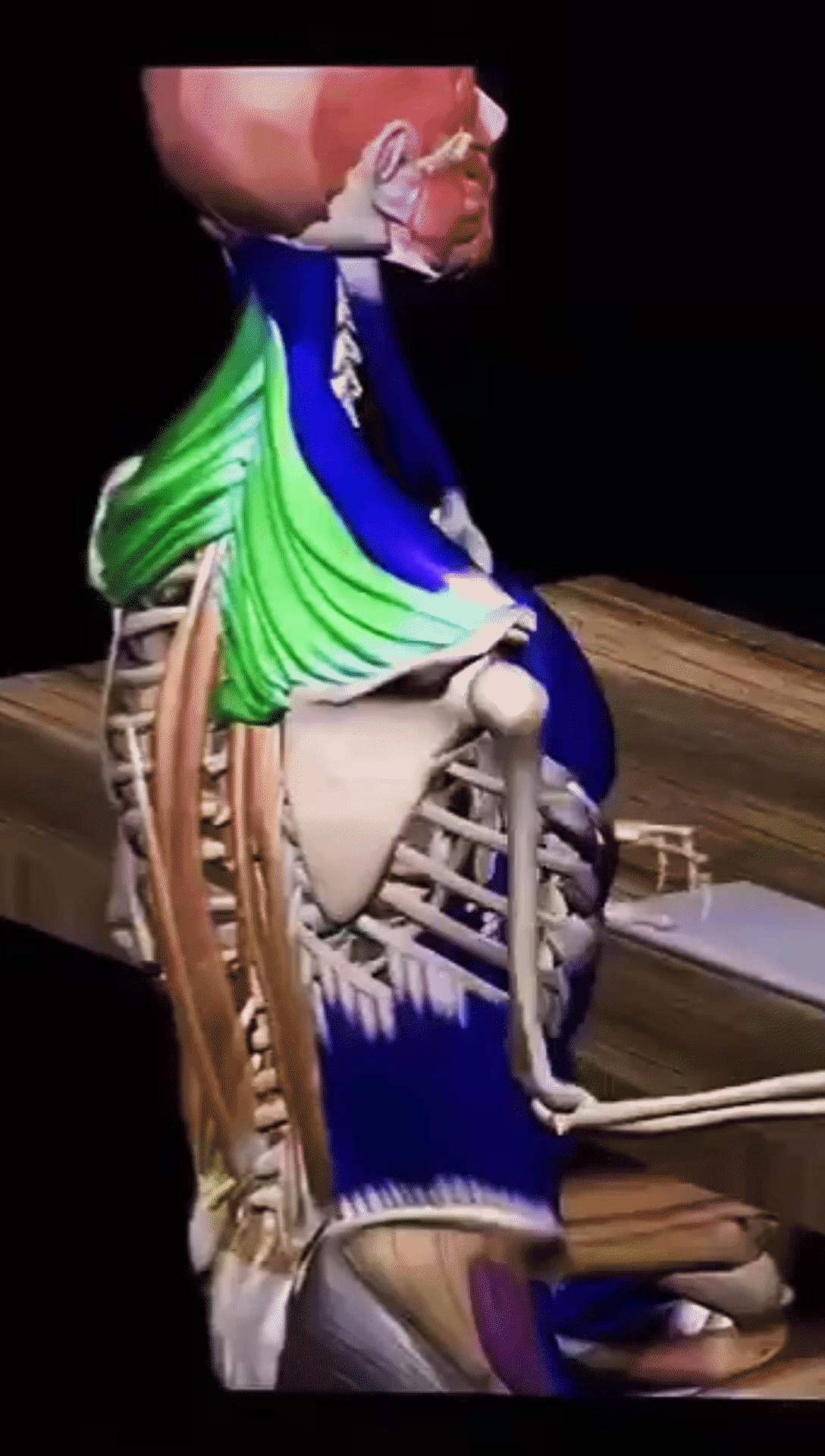 后背肩胛骨疼什么原因造成的,深呼吸造成右后背肩胛骨下方疼痛