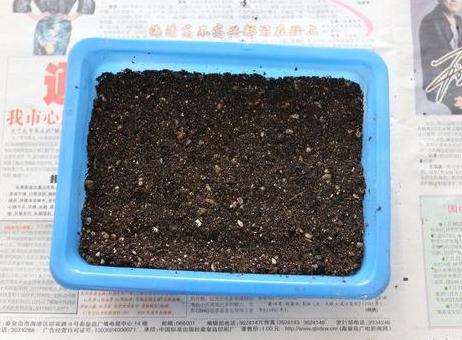 虹之玉多肉叶插成活率高吗,圣诞东云多肉叶插成活率