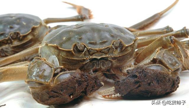 大闸蟹是热水下锅还是冷水下锅,清蒸大闸蟹冷水下锅还是热水下锅
