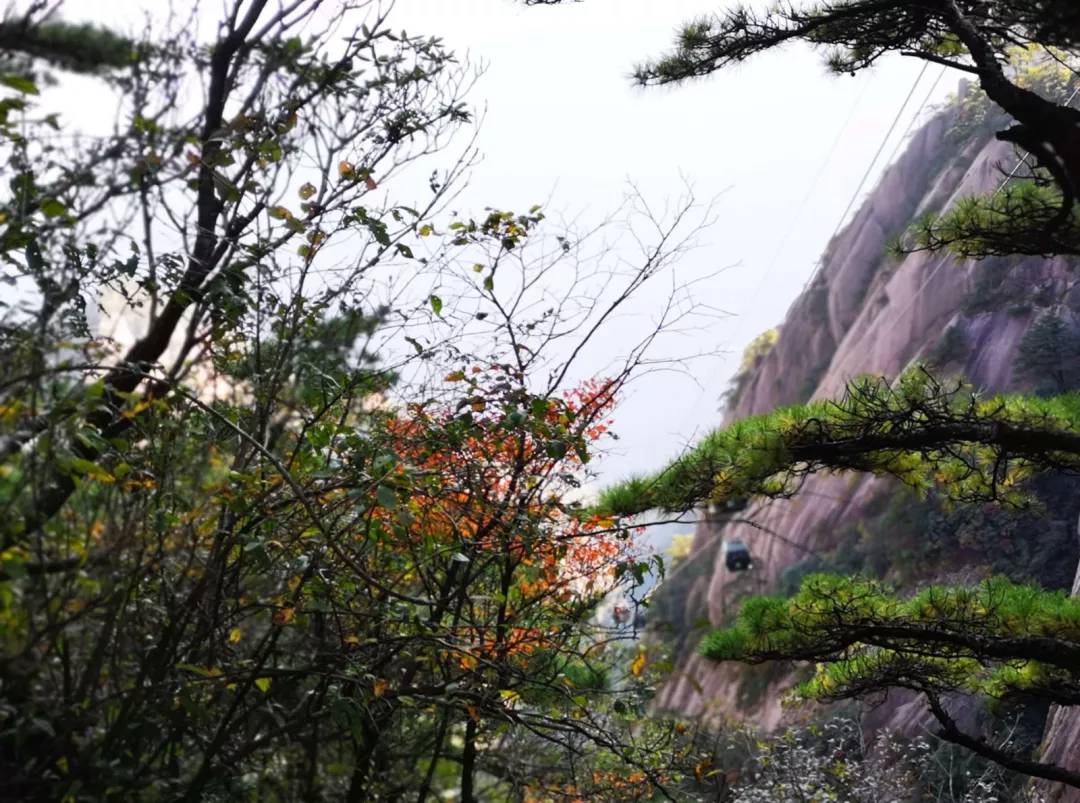 秋至黄山：当秋光与山色齐放