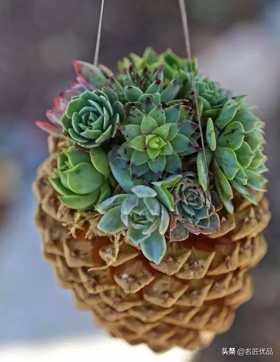 松塔创意手工实用又好看,松塔创意手工动物