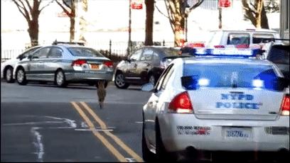 真正的狼灭：美国农场主一夜*击狙**45只郊狼，全套黑科技开挂了