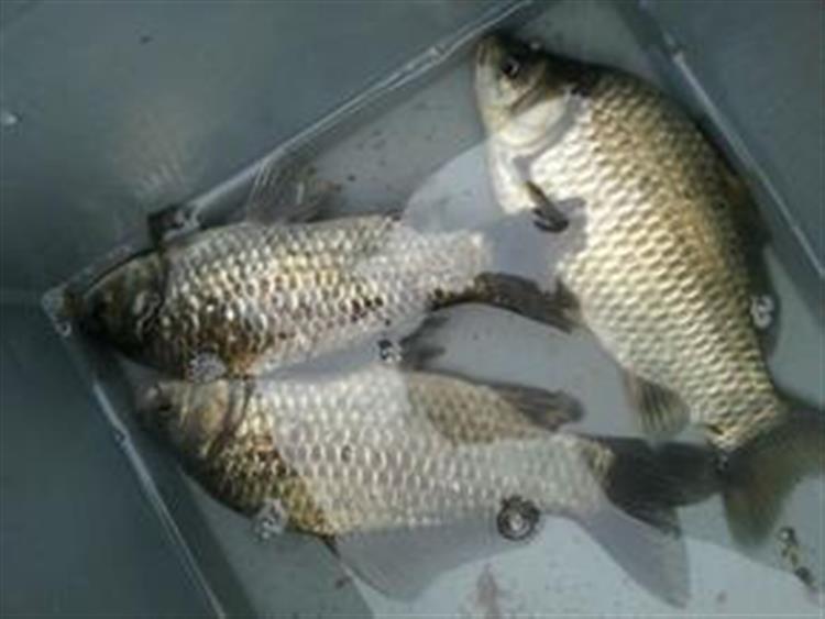 什么饲料诱鱼效果特别好,诱鱼效果最好的料