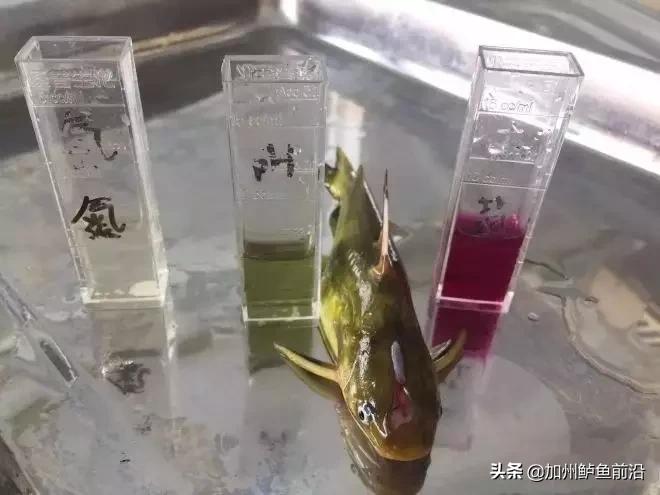 养殖黄颡鱼裂头病症状,黄颡鱼鳃部病变如何处理