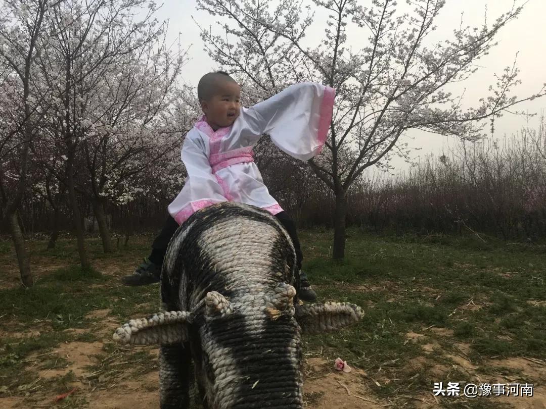 河南许昌樱花景点,许昌樱花最美的地方