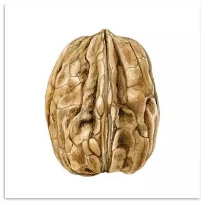 超写实绘画真实吗,超写实的植物绘画