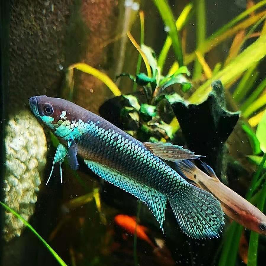 巨型泰国斗鱼和普通泰国斗鱼,泰国斗鱼哪个品种打架厉害