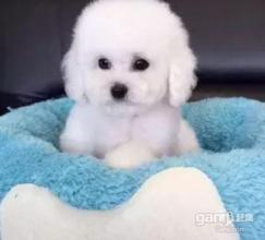 狗狗的寿命,哪些方式会缩短狗的寿命