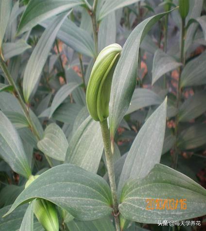 百合虫害的防治方法,百合病虫防治和管理