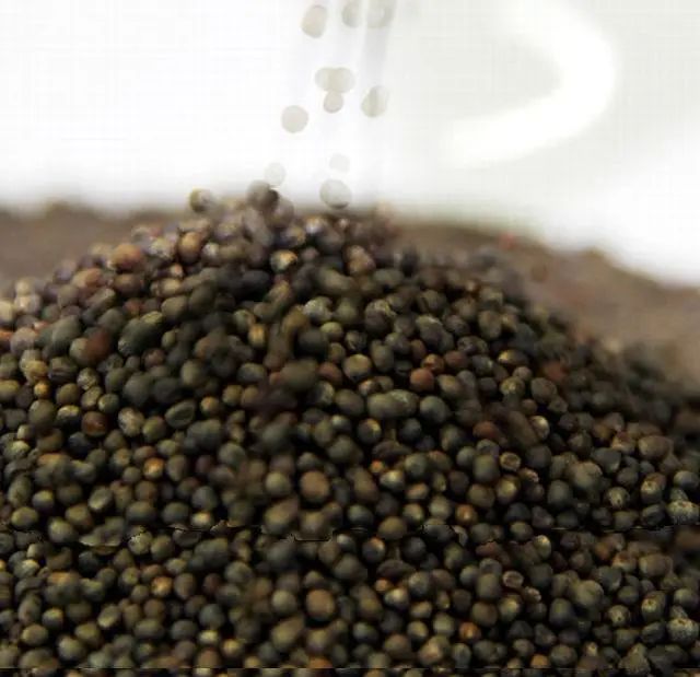 西兰花种子固体饮料的作用,西兰花种子水提取物功效