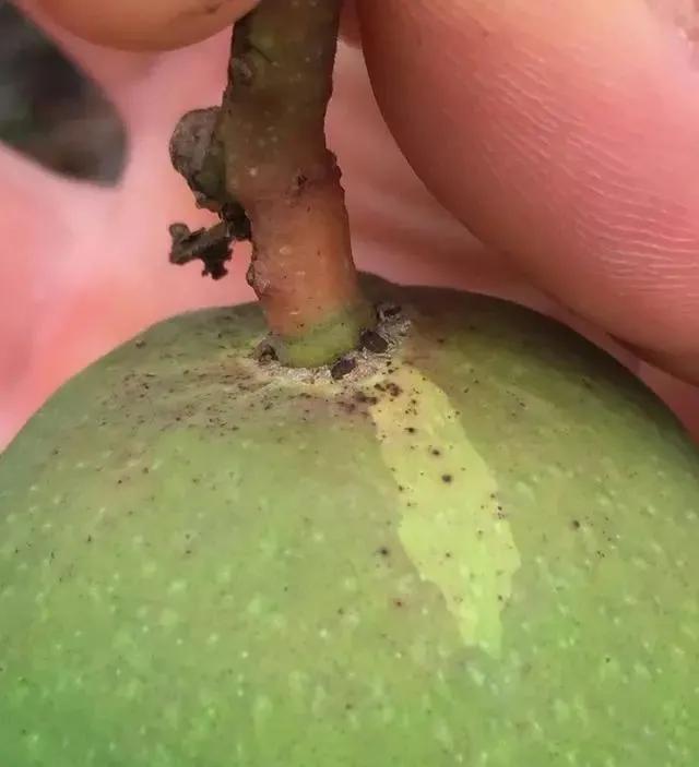 芒果幼果期出新梢怎么办,芒果挂果外皮有黑斑是什么原因
