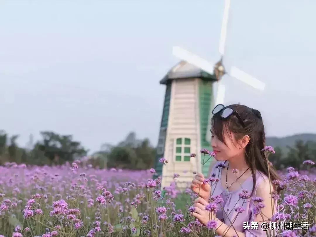 柳州哪里有免费花海,柳州花海紫荆花真实视频