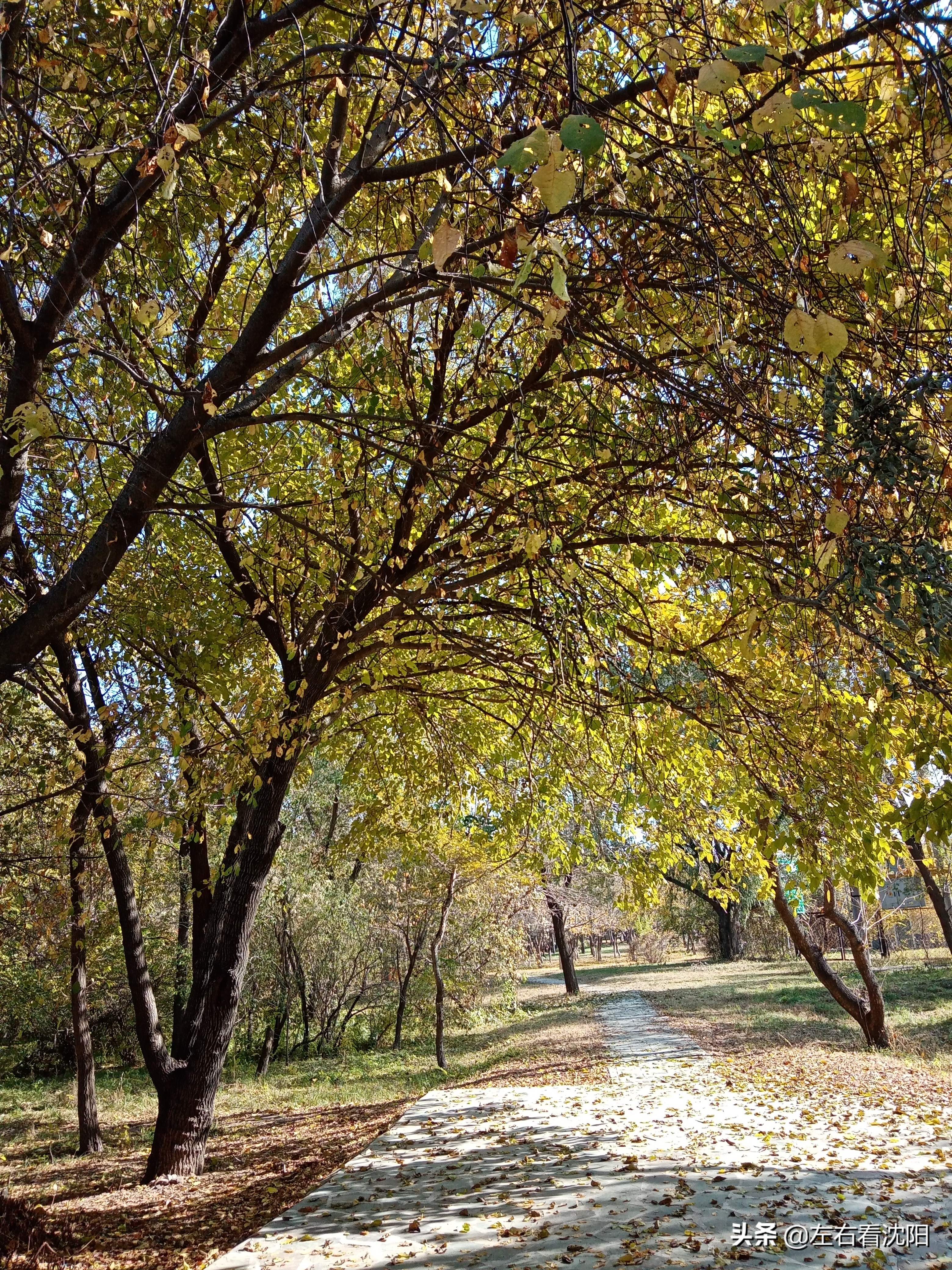 秋季沈阳北陵公园有啥好玩的,漫步沈阳北陵公园湖水边