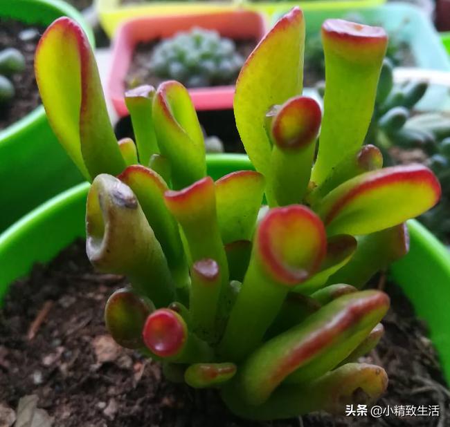 易出老桩的多肉植物,多肉这种花的真名叫什么