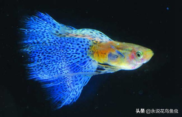 推荐一些好养的漂亮的小型热带鱼 (十大最好养又好看的热带鱼)