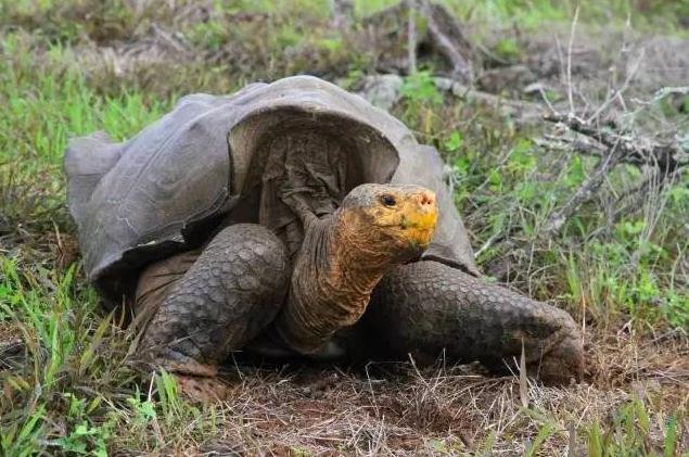 百岁老龟成功拯救物种,雄龟50年繁育800只幼龟