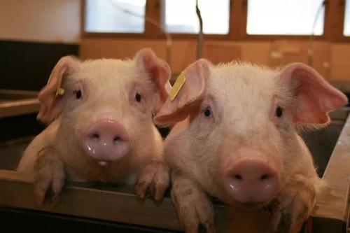 猪拉稀呕吐嘴和耳朵发紫怎么回事,猪呕吐怎么回事怎么治疗