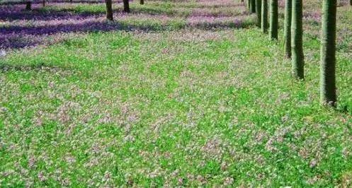 园林植物观赏与应用,园林草坪与地被植物