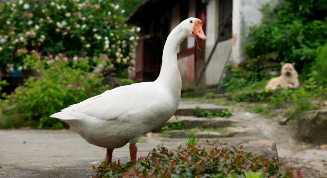 有蛇的地方养鹅,大鹅粪便真的能杀死蛇吗