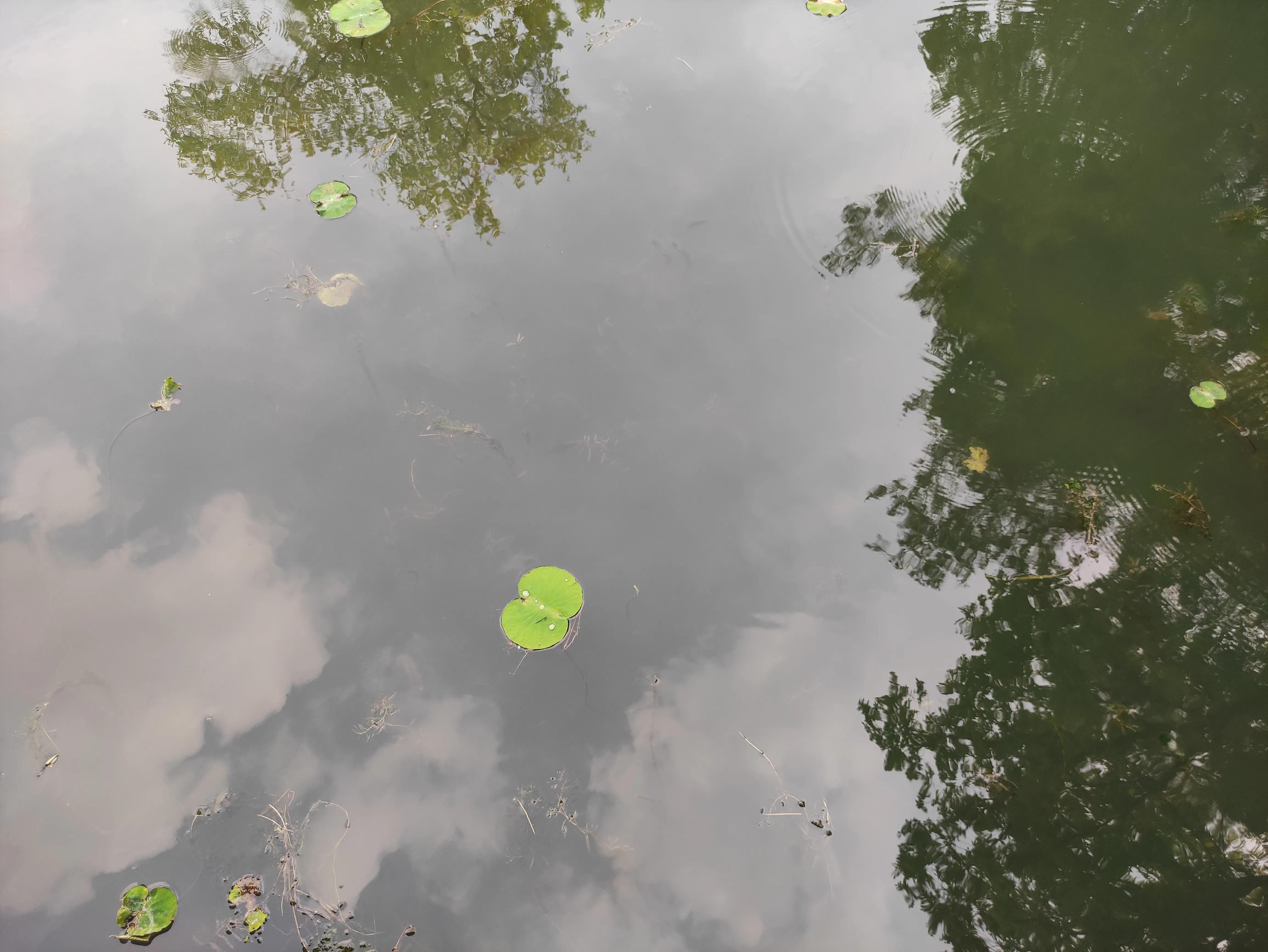 苏州园林拙政园详细简介,苏州园林拙政园别墅