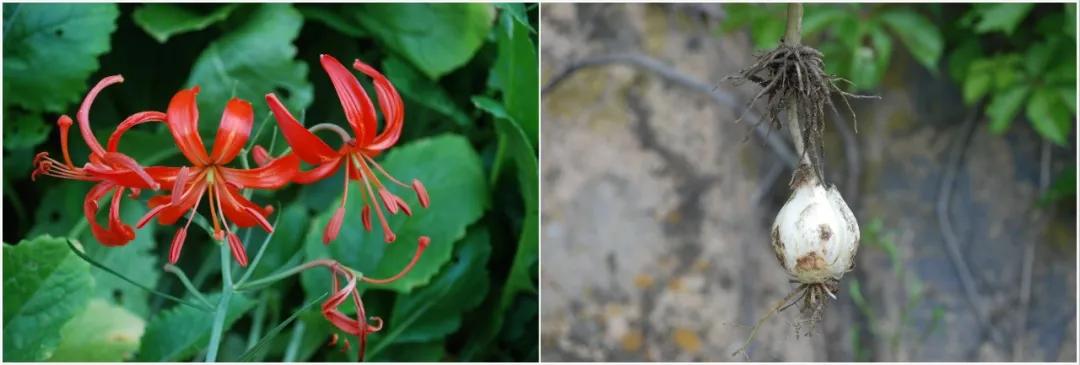 硬核整理!高清中药教材原植物彩*图色**谱(四期)