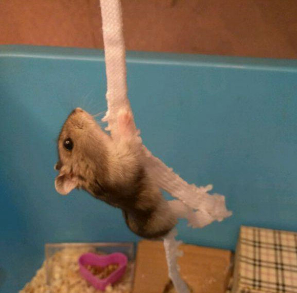 仓鼠力气特别大,仓鼠的弹跳力有多强