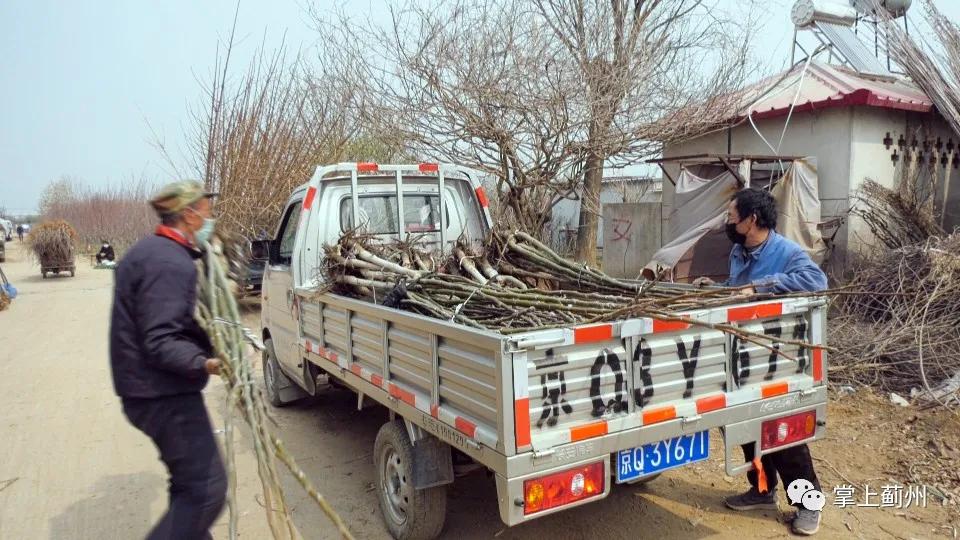 110000000元！邦均苗木基地~飒！