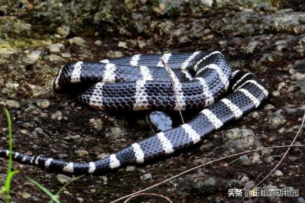 响尾蛇土公蛇谁的毒性更大,土公蛇的毒性多久发作