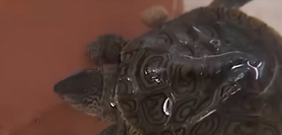 世界上真的有双头龟吗,双头乌龟是怎么出现的